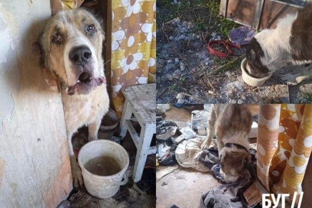 Горе-власника алабаїв, які тиждень були без води та їжі, оштрафували 