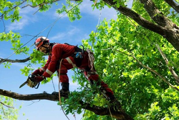 У Луцьку «підстрежуть» центральну вулицю міста 