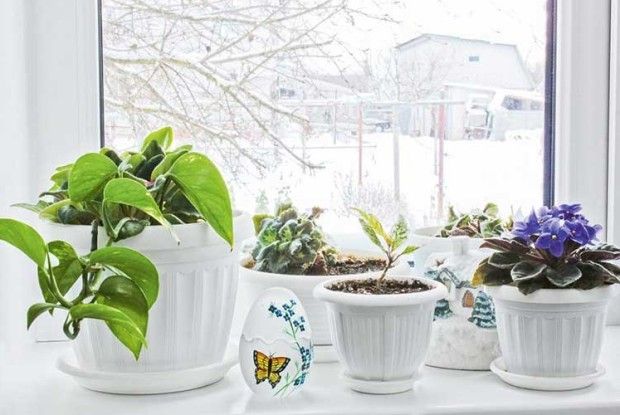 Домашній квітник узимку