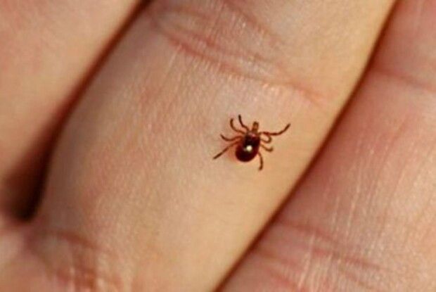 Якщо не вдалося «розминутися»  із кліщем