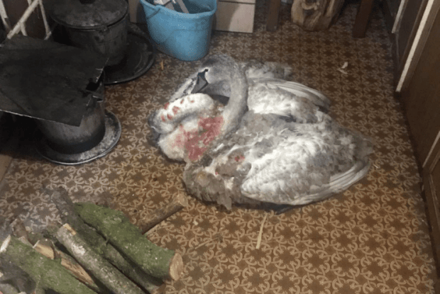 Волинянин прихистив двох лебедів, які травмувалися на замерзлій водоймі