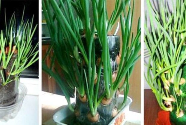 Грядка цибулі… на підвіконні