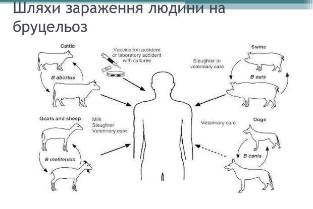 У Волинській області вперше за останні 20 років зареєстрували випадок бруцельозу