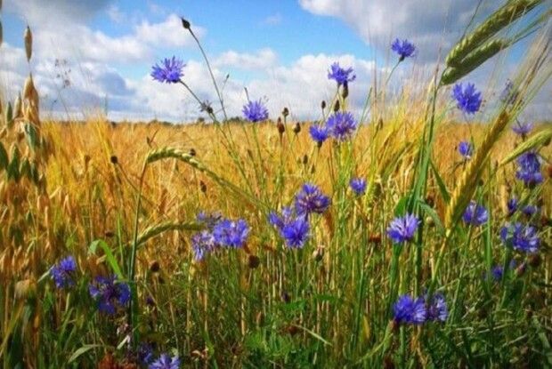 Якою буде сьогодні погода на Волині