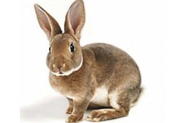 Кролям потрібні дріжджі