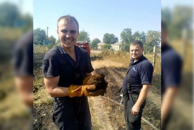 Бійці ДСНС влаштували їжаку-погорільцю холодний душ і відпустили голкастого до лісу (Фото)