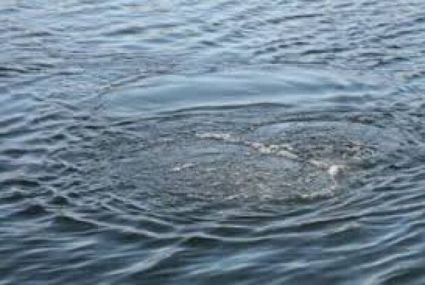 Зі Стиру дістали потопельника