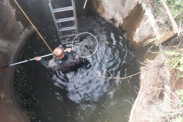У Луцьку рятувальникам довелося рятувати чимале безпомічне сімейство