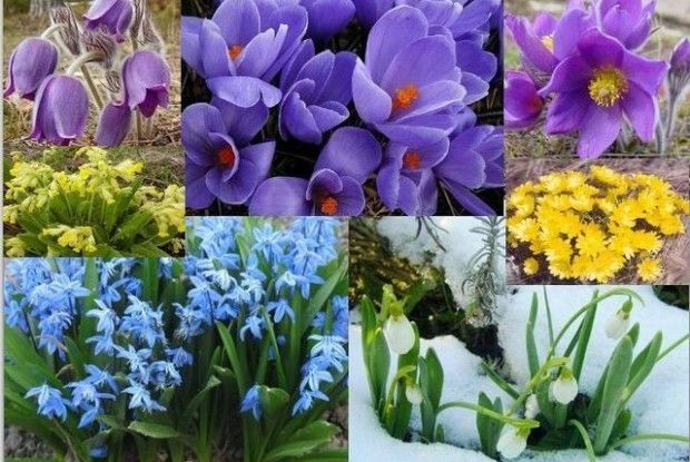 Екологи закликають волинян не купувати червонокнижні квіти