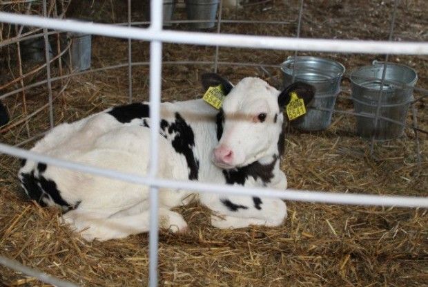 Волинянам розповідали, як отримати дотацію від держави за утримання корів і телят