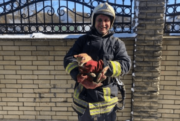 У місті на Волині з дерева зняли кішку, яка три дні не могла злізти 