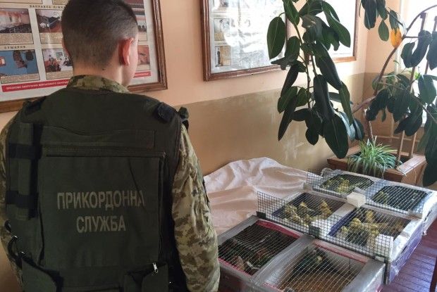 Контрабанда: українець намагався перенести до Білорусі 150 папуг