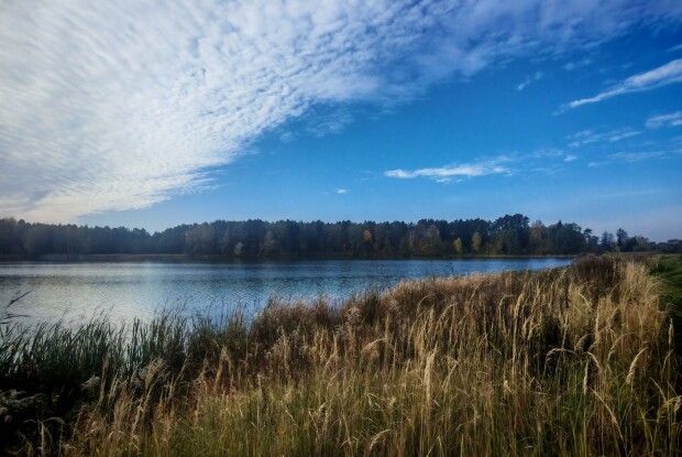 Лиска, чепура та рибалочка: ким дивує казковий жовтень у нацпарку на Волині