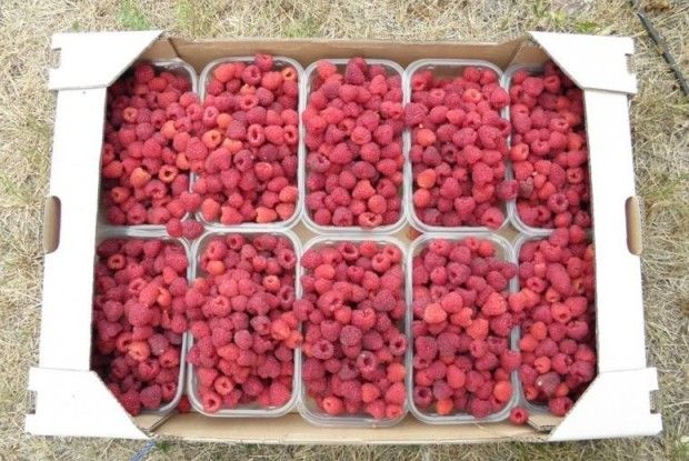 Малиною з Горохівщини смакують Арабські Емірати