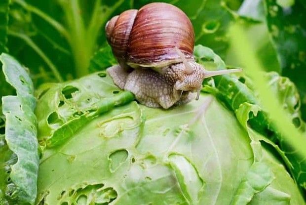 Капустяних шкідників легко побороти!