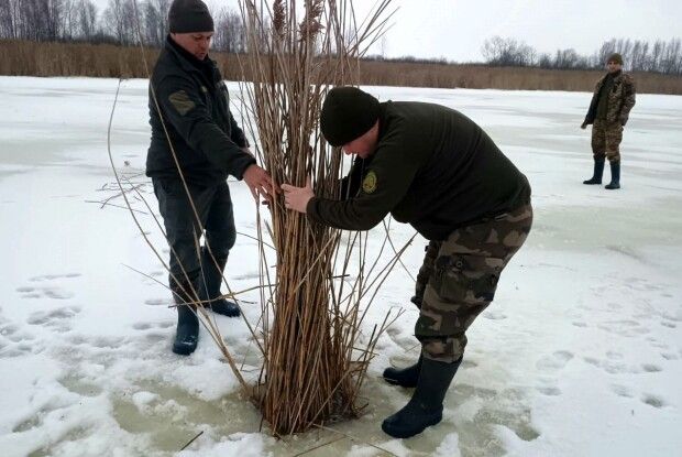 На озерах Волині рятують рибу від задухи за допомогою очерету