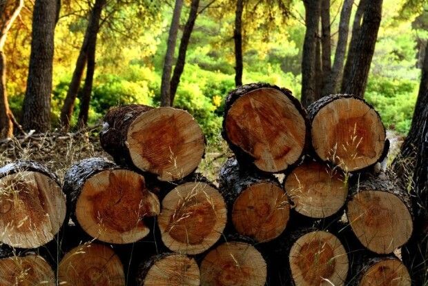 Не вберегли – платіть: на Волині лісівників оштрафували на 100 тисяч гривень