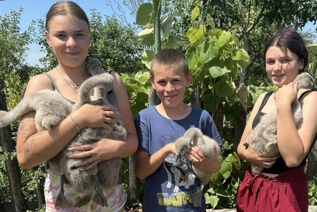 У Луцькому звіринці прихистили 5 лебедят-сиріт