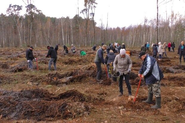 На Ковельщині побільшало на 8 тисяч дерев