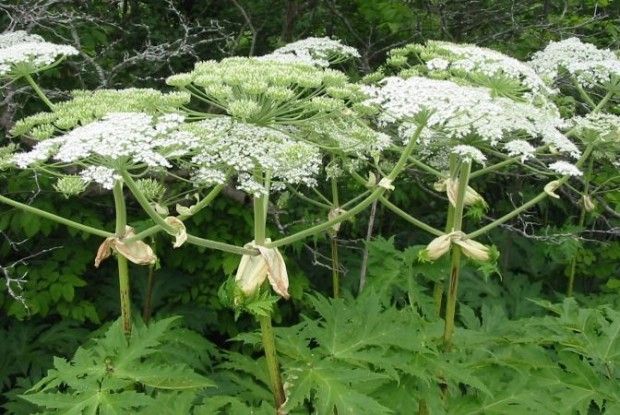 У Ковелі виділили 77 тисяч гривень для боротьби з борщівником