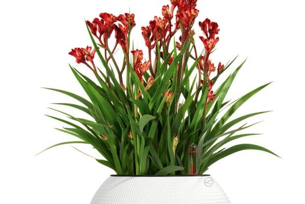 Догляд за кімнатними рослинами