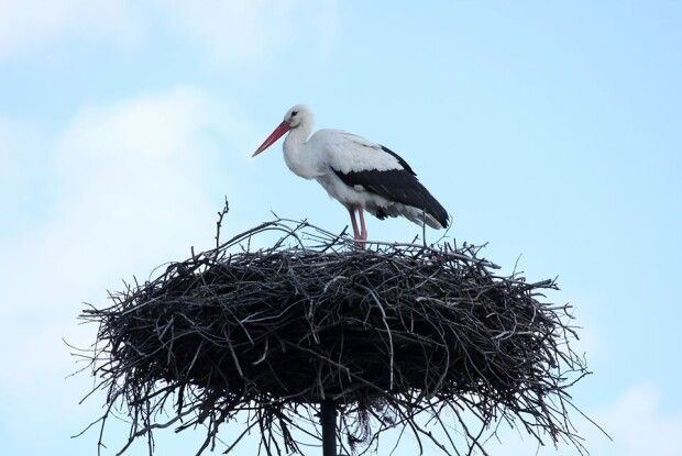 На Волинь повернулися з ирію білі лелеки
