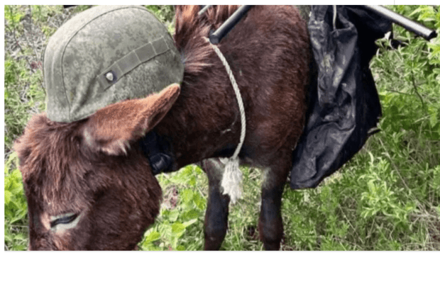 Воїни ЗСУ здобули незвичний трофей... живого віслюка (Відео)