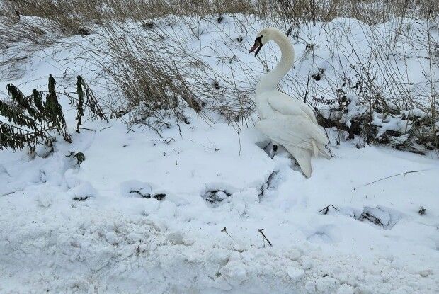 Волинянин врятував травмованого лебедя