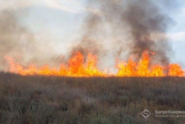 Пожежа під час жнив: на Рівненщині згоріло майже 3 гектари пшениці