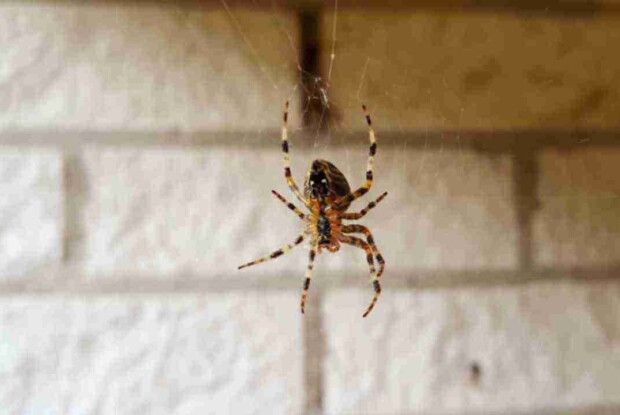 Поради господиням: позбуваємося павуків у домі!