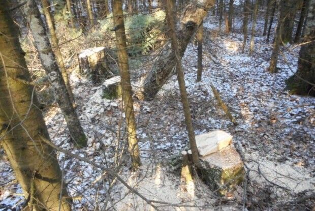 Упіймали волинянина, який на «Опелі»… викрадав деревину