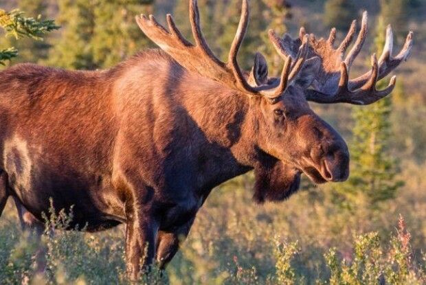Бузувіри вбили двох червонокнижних лосів