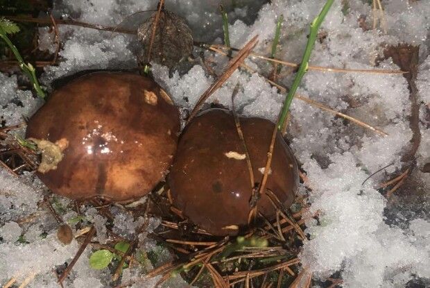На Поліссі продовжують знаходити гриби серед ... снігу (Фото)