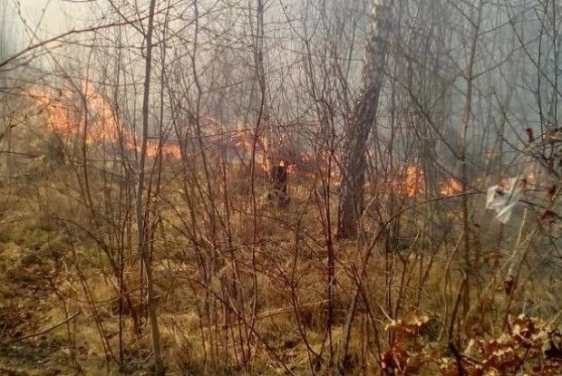 Волинські «герої»: двоє молодиків спалили 0,7 га лісу заради забави