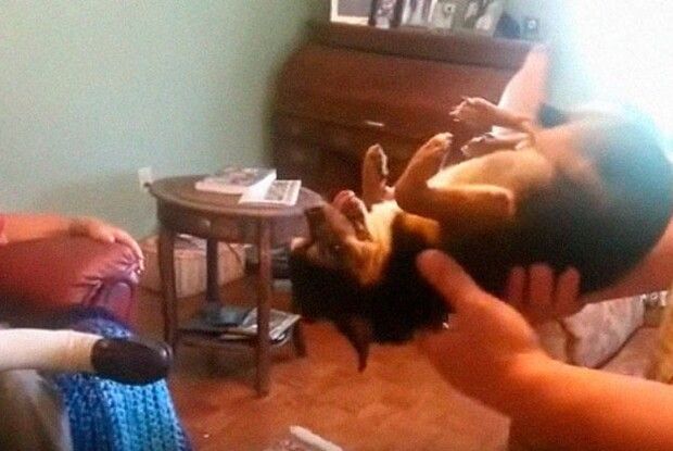 Розумний песик придумав, як уникнути спілкування з чужими людьми (Відео)