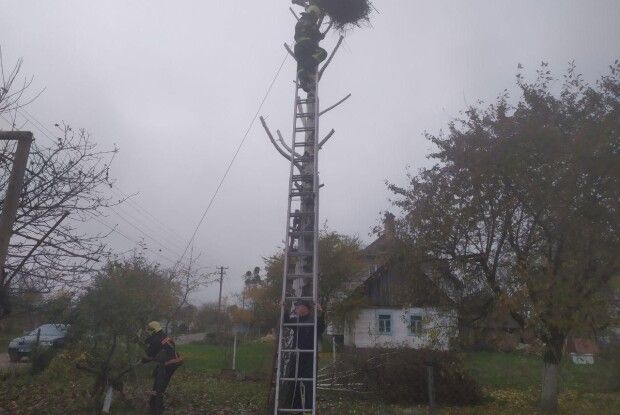 На Волині родина лелек змінила адресу (Фото)