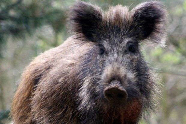 Через африканську чуму відстрілюватимуть  вепрів