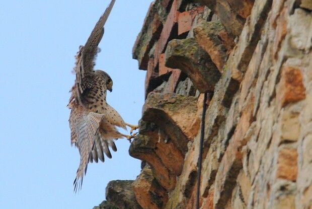 Відомий фотохудожник з Луцька показав, хто господарює в замку Любарта