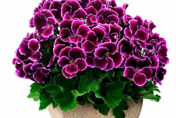 Неприпустиме сусідство кімнатних рослин