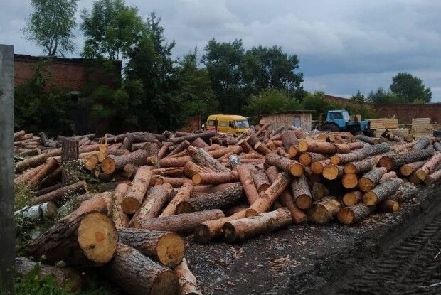 На Волині наклали арешт на незаконно зрубані сосни (Фото)