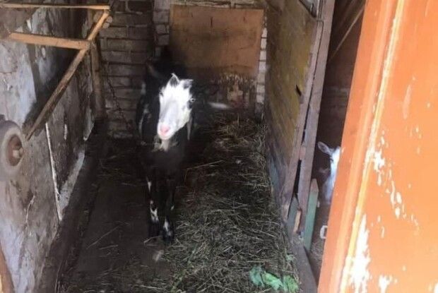 Чим не вгодили кози лучанина муніципалам (Фото)