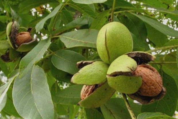 Корисне з горіха не тільки зерня
