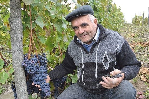 На зиму на виноградному кущі  залишайте не більше 40 бруньок
