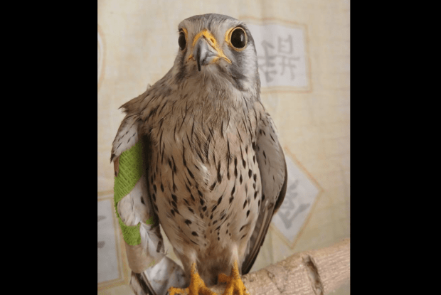 Хижий птах вступив у бій з російським дроном (Фото)