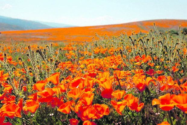 «Квіти, умієте душу зігріти, Бо й самі ви — ​душа землі…»