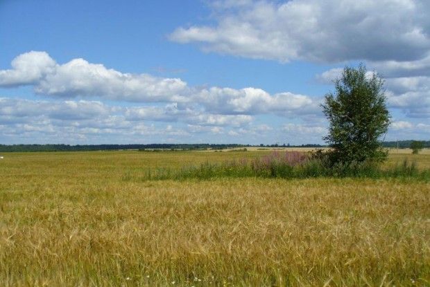  На Ратнівщині невитребувані паї орендуватиме ТОВ «АМ-Агро»