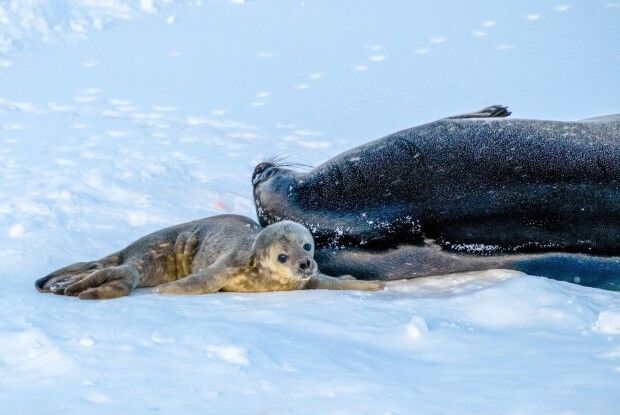 «Вернадському» потрібна допомога з іменами для маленьких тюленят 