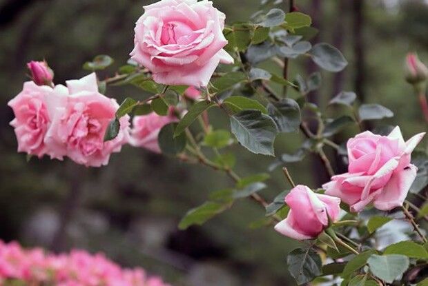 Врятувати троянди допоможе нашатирний спирт