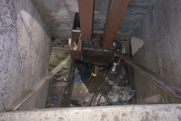 Волинські рятувальники визволили собаку з глибокої ями