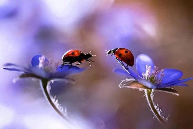 Зернятко в долонях Бога